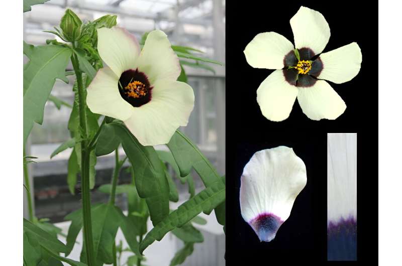 Flowers use adjustable 'paint by numbers' petal designs to attract pollinators